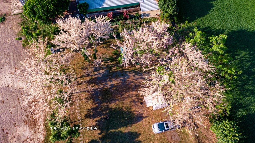 高雄【美圳露營區】與【美濃獅子頭水圳驛站】最美花旗木水道，花旗木下露營超浪漫的啦