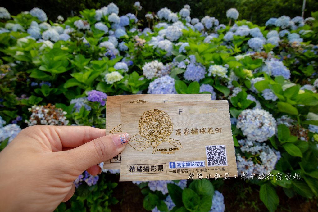 新北【高家繡球花田萬里第三園區】佔地8000坪繡球花田，2025開園時間、門票資訊、交通資訊