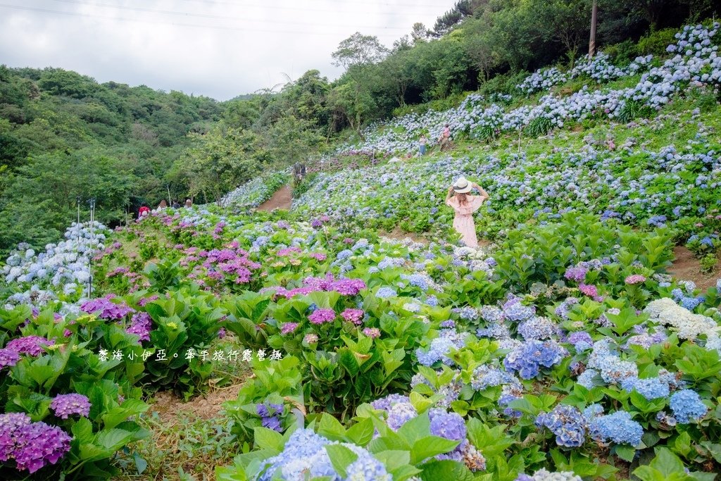 新北【高家繡球花田萬里第三園區】佔地8000坪繡球花田，2025開園時間、門票資訊、交通資訊