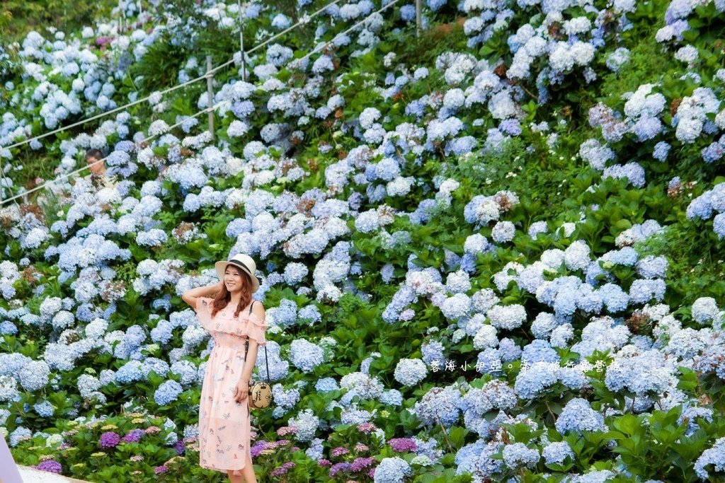 新北【高家繡球花田萬里第三園區】佔地8000坪繡球花田，2025開園時間、門票資訊、交通資訊