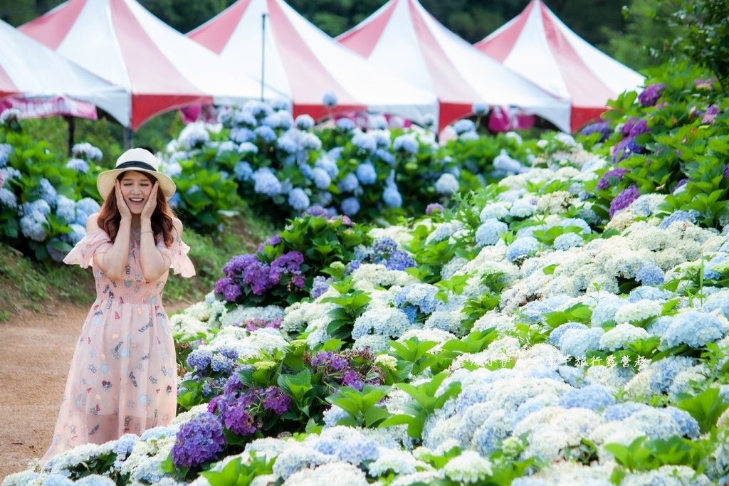 新北【高家繡球花田萬里第三園區】佔地8000坪繡球花田，2025開園時間、門票資訊、交通資訊