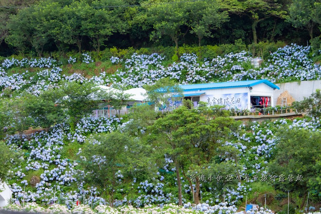 新北【高家繡球花田萬里第三園區】佔地8000坪繡球花田，2025開園時間、門票資訊、交通資訊
