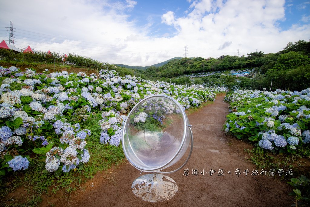 新北【高家繡球花田萬里第三園區】佔地8000坪繡球花田，2025開園時間、門票資訊、交通資訊