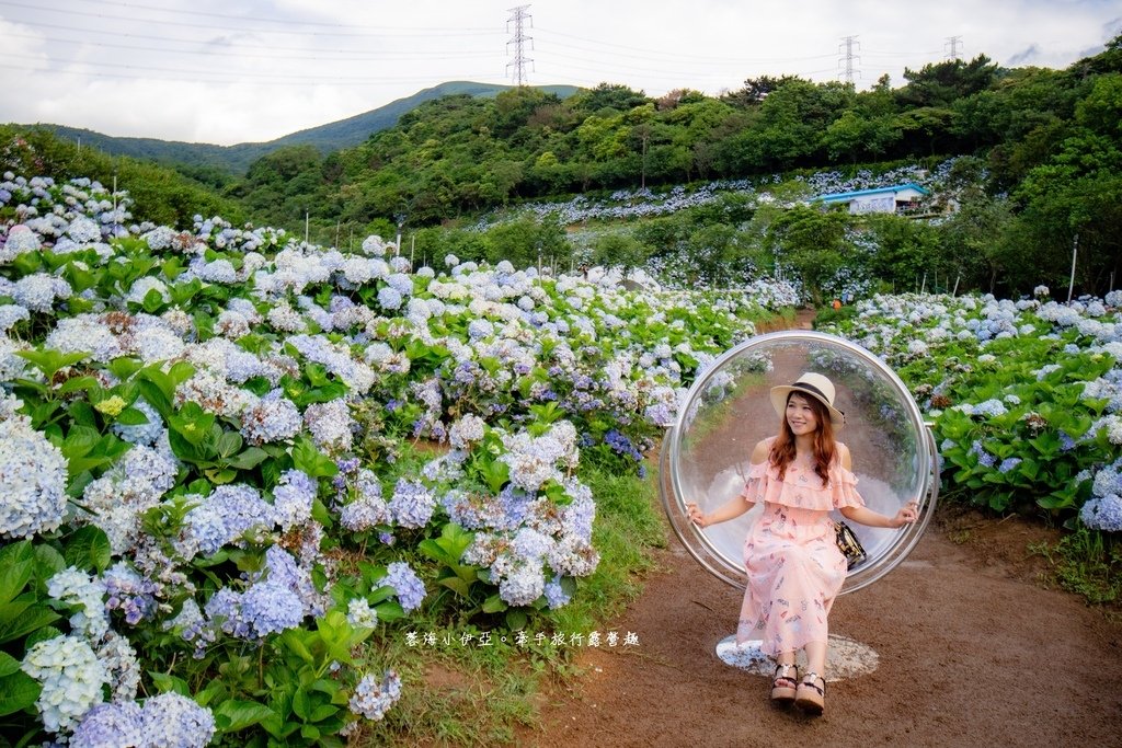 新北【高家繡球花田萬里第三園區】佔地8000坪繡球花田，2025開園時間、門票資訊、交通資訊