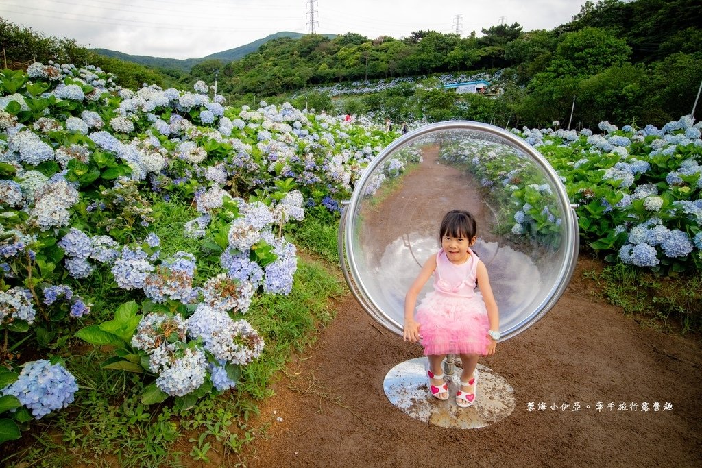 新北【高家繡球花田萬里第三園區】佔地8000坪繡球花田，2025開園時間、門票資訊、交通資訊