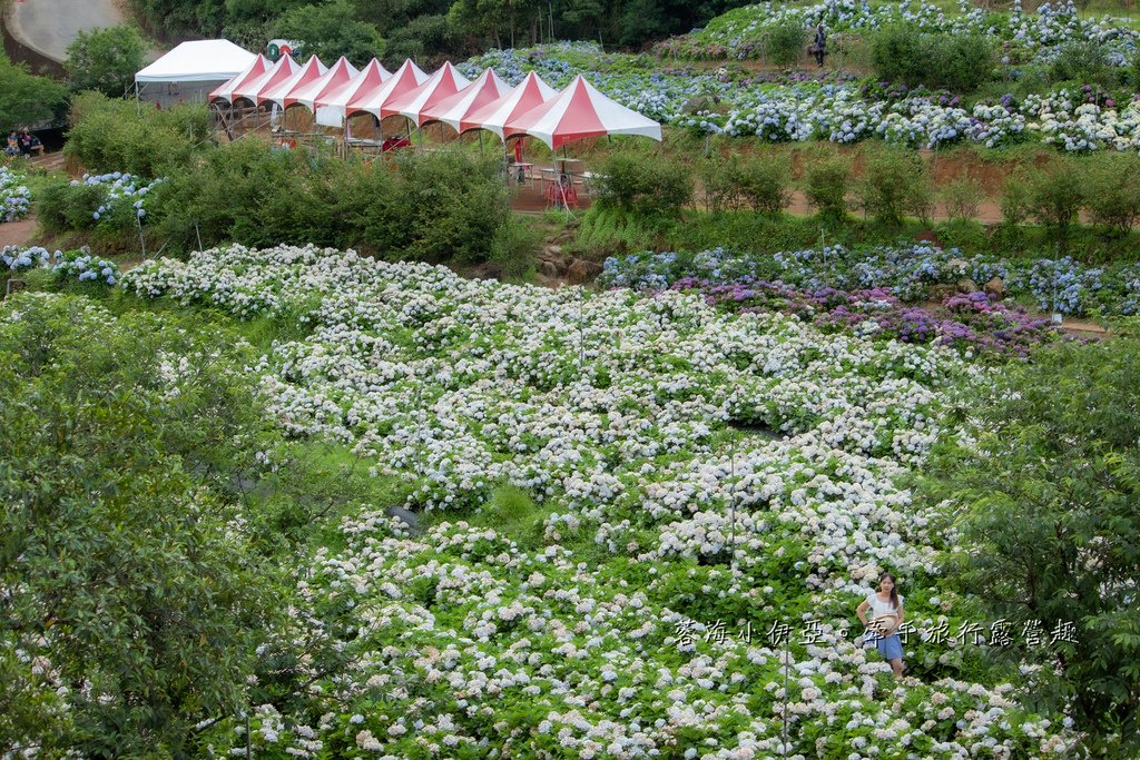新北【高家繡球花田萬里第三園區】佔地8000坪繡球花田，2025開園時間、門票資訊、交通資訊