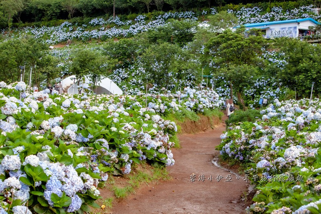 新北【高家繡球花田萬里第三園區】佔地8000坪繡球花田，2025開園時間、門票資訊、交通資訊