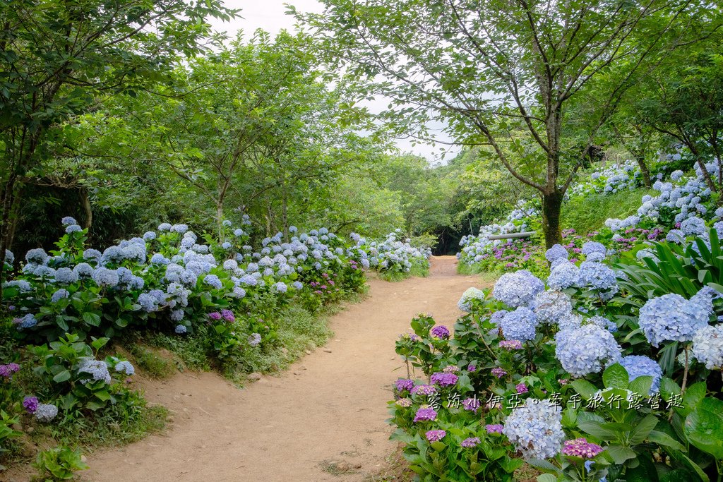 新北【高家繡球花田萬里第三園區】佔地8000坪繡球花田，2025開園時間、門票資訊、交通資訊