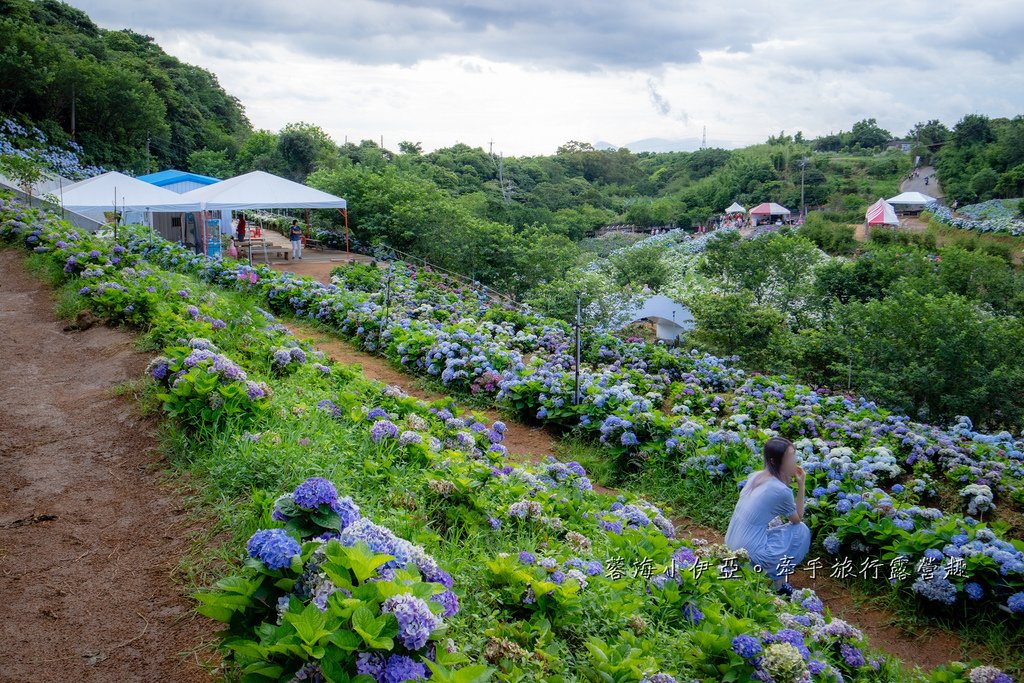 新北【高家繡球花田萬里第三園區】佔地8000坪繡球花田，2025開園時間、門票資訊、交通資訊