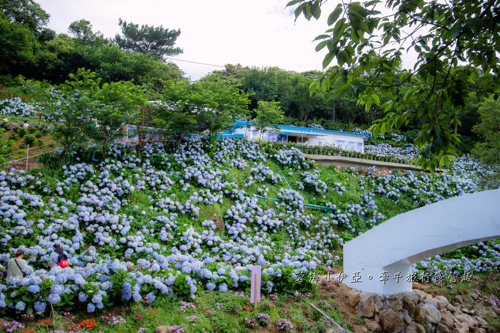 新北【高家繡球花田萬里第三園區】佔地8000坪繡球花田，2025開園時間、門票資訊、交通資訊