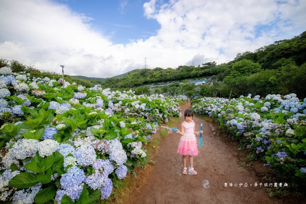 新北【高家繡球花田萬里第三園區】佔地8000坪繡球花田，2025開園時間、門票資訊、交通資訊