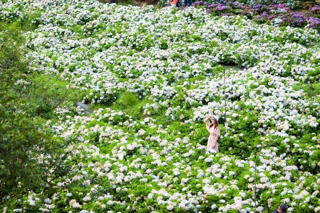 新北【高家繡球花田萬里第三園區】佔地8000坪繡球花田，2025開園時間、門票資訊、交通資訊