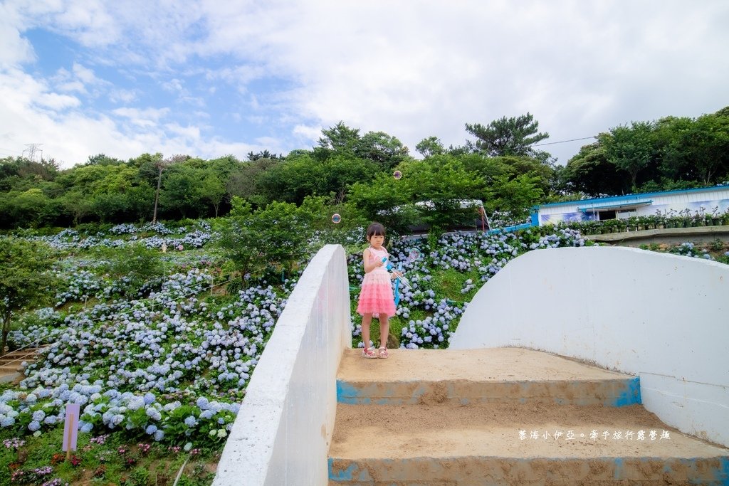 新北【高家繡球花田萬里第三園區】佔地8000坪繡球花田，2025開園時間、門票資訊、交通資訊