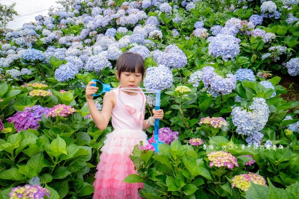 新北【高家繡球花田萬里第三園區】佔地8000坪繡球花田，2025開園時間、門票資訊、交通資訊