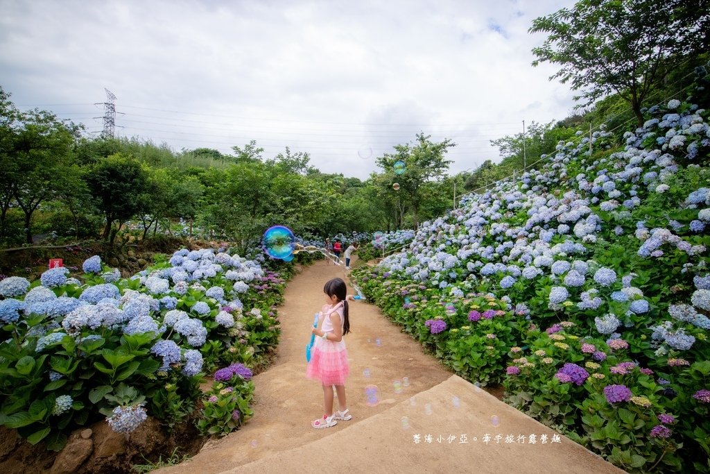 新北【高家繡球花田萬里第三園區】佔地8000坪繡球花田，2025開園時間、門票資訊、交通資訊