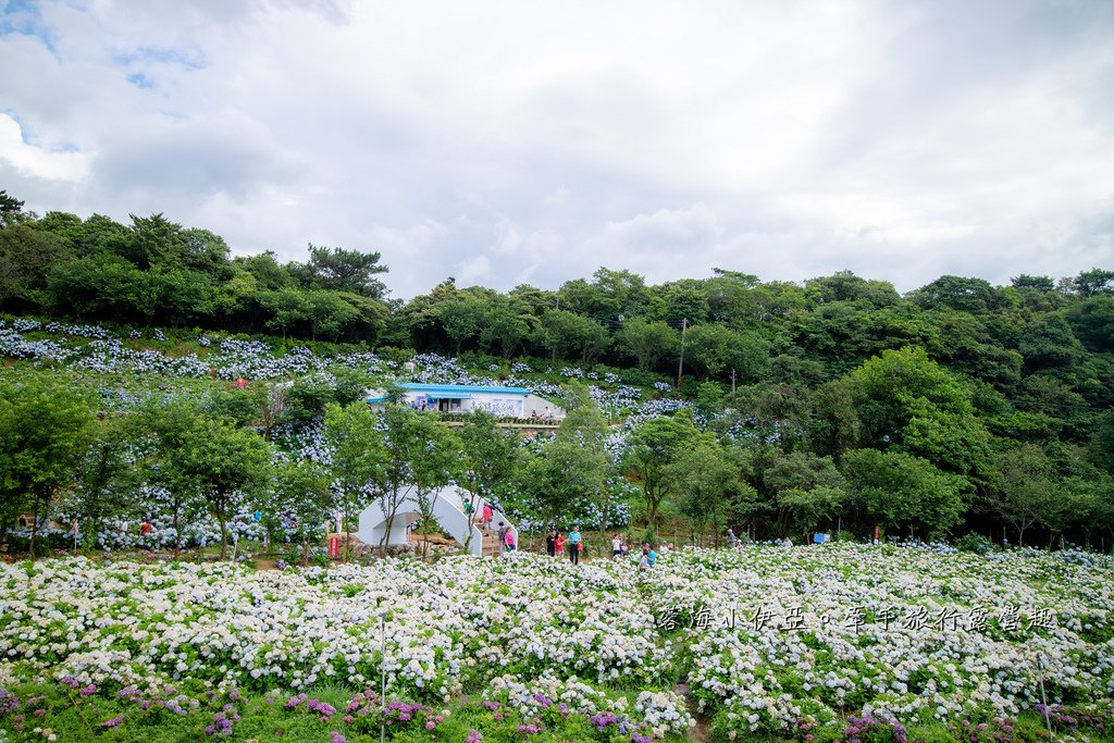 新北【高家繡球花田萬里第三園區】佔地8000坪繡球花田，2025開園時間、門票資訊、交通資訊