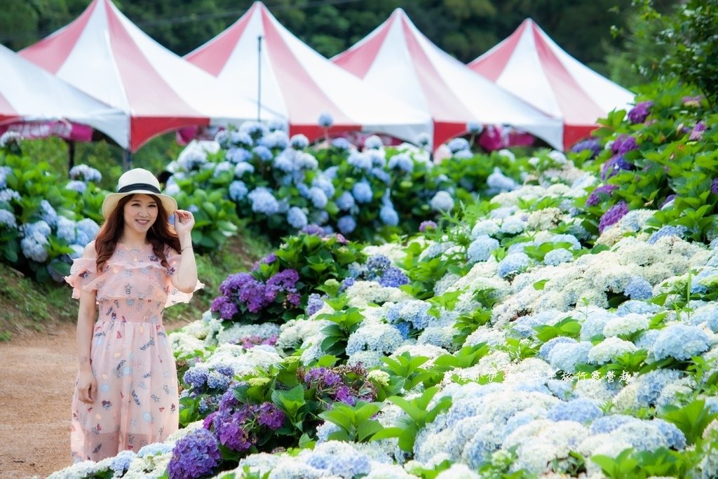 新北【高家繡球花田萬里第三園區】佔地8000坪繡球花田，2025開園時間、門票資訊、交通資訊
