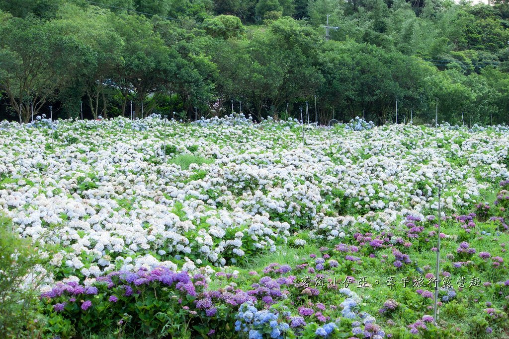 新北【高家繡球花田萬里第三園區】佔地8000坪繡球花田，2025開園時間、門票資訊、交通資訊
