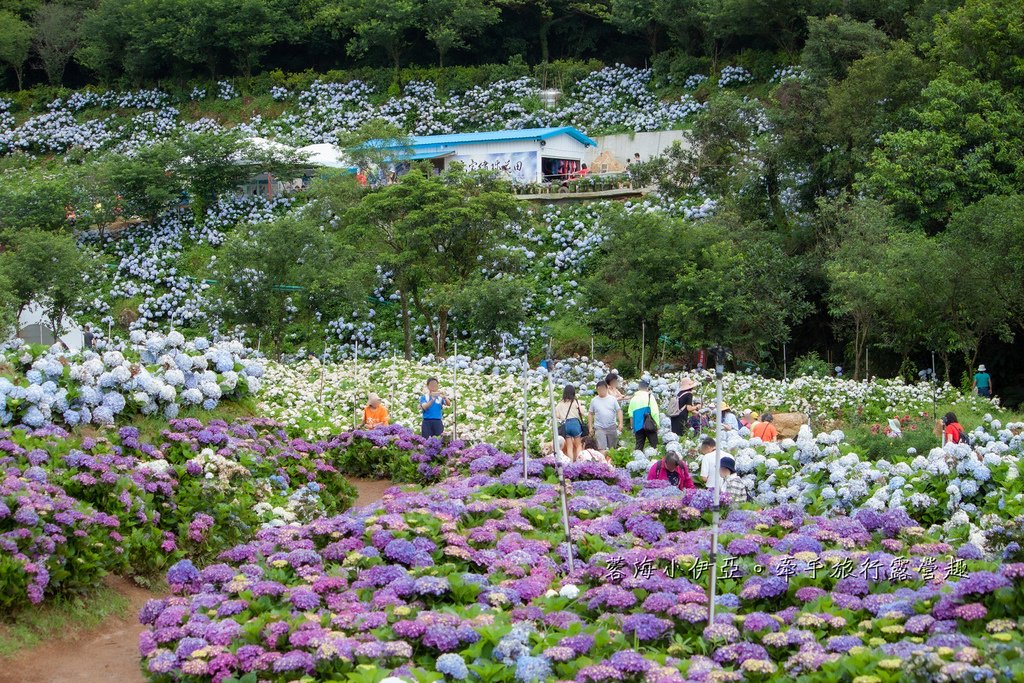 新北【高家繡球花田萬里第三園區】佔地8000坪繡球花田，2025開園時間、門票資訊、交通資訊