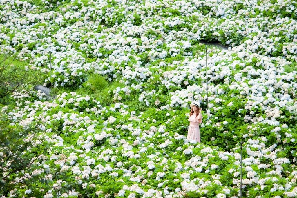 新北【高家繡球花田萬里第三園區】佔地8000坪繡球花田，2025開園時間、門票資訊、交通資訊