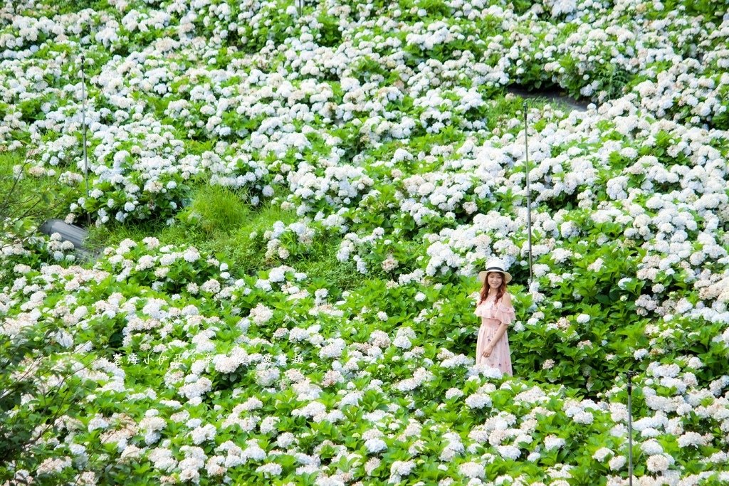 新北【高家繡球花田萬里第三園區】佔地8000坪繡球花田，2025開園時間、門票資訊、交通資訊