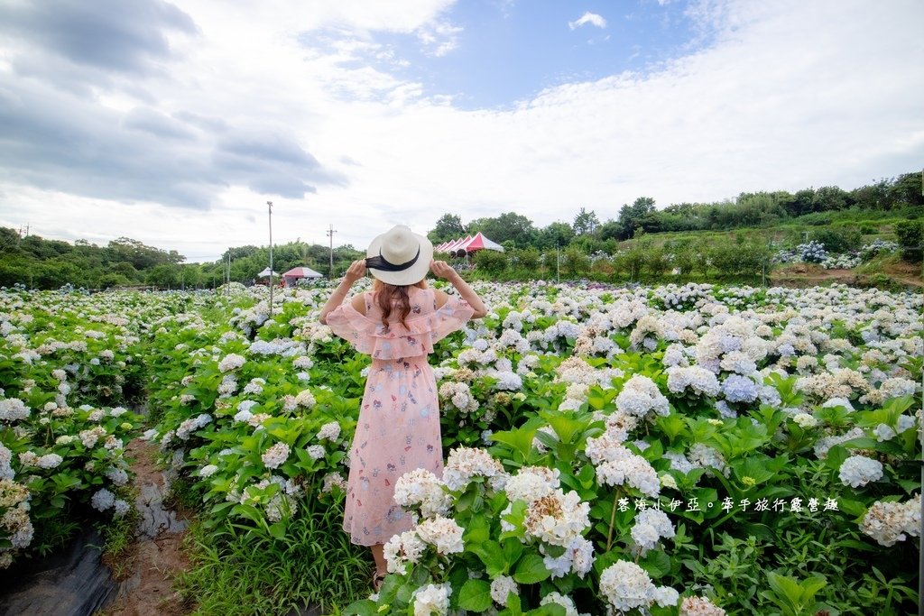 新北【高家繡球花田萬里第三園區】佔地8000坪繡球花田，2025開園時間、門票資訊、交通資訊