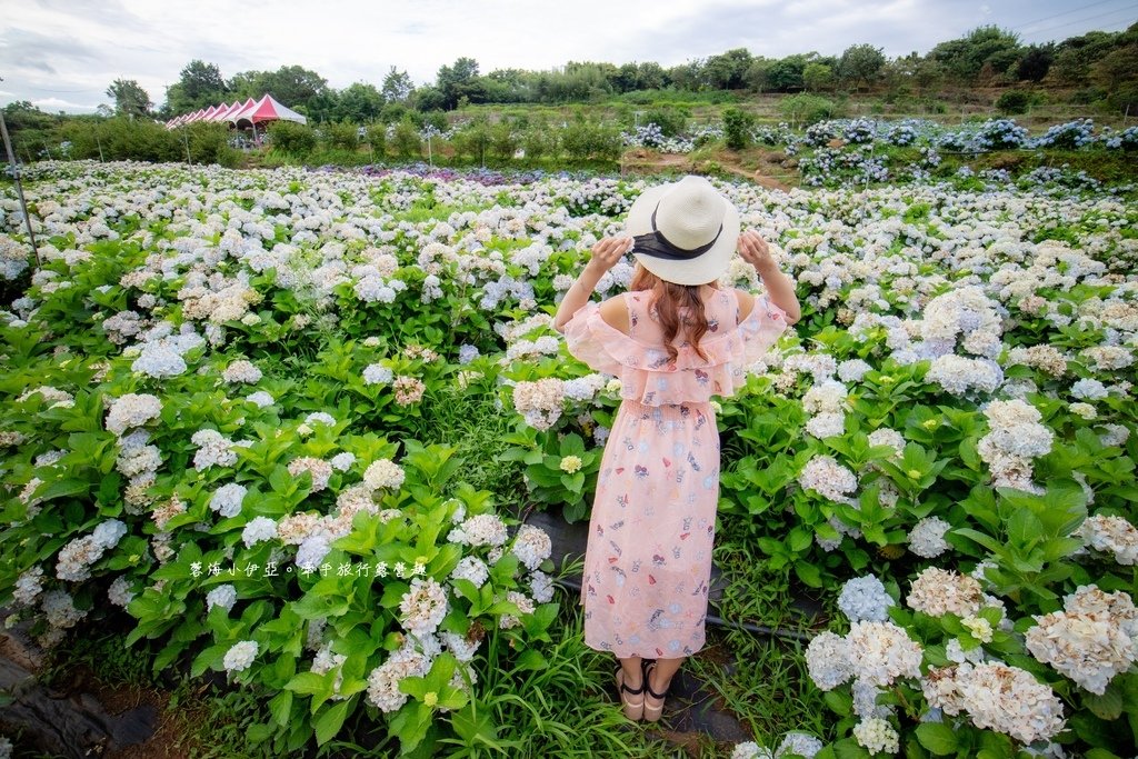 新北【高家繡球花田萬里第三園區】佔地8000坪繡球花田，2025開園時間、門票資訊、交通資訊