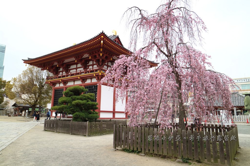 大阪賞櫻景點【四天王寺】讓人心花怒放美麗枝垂櫻，日本最古老的建築樣式之一