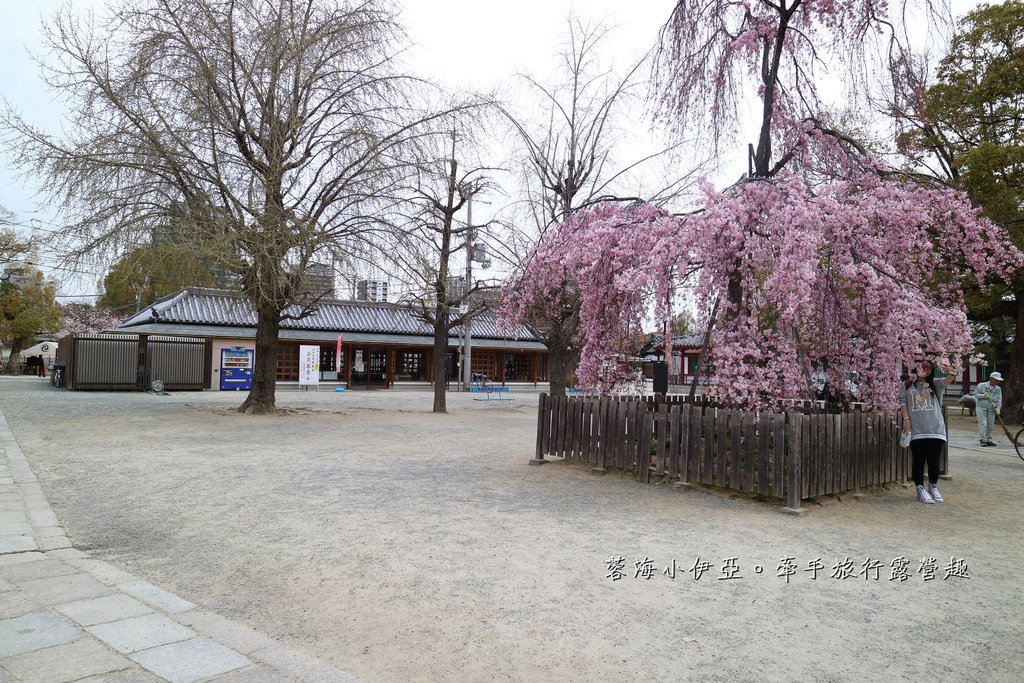 大阪賞櫻景點【四天王寺】讓人心花怒放美麗枝垂櫻，日本最古老的建築樣式之一