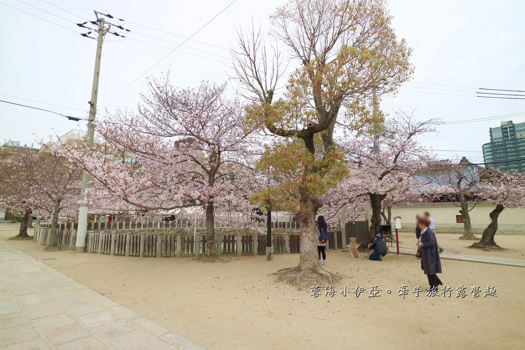 大阪賞櫻景點【四天王寺】讓人心花怒放美麗枝垂櫻，日本最古老的建築樣式之一