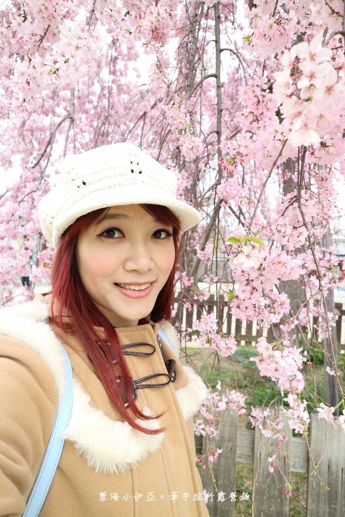 大阪賞櫻景點【四天王寺】讓人心花怒放美麗枝垂櫻，日本最古老的建築樣式之一