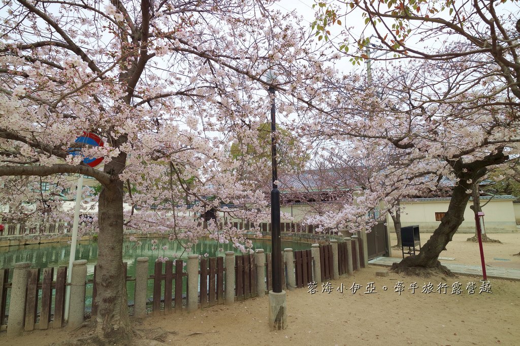 大阪賞櫻景點【四天王寺】讓人心花怒放美麗枝垂櫻，日本最古老的建築樣式之一