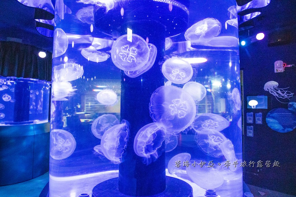 2025基隆新景點【潮境智能海洋館】七米巨型魚缸的超大魟魚，門票資訊、交通方式、停車資訊，附近景點一日遊規劃