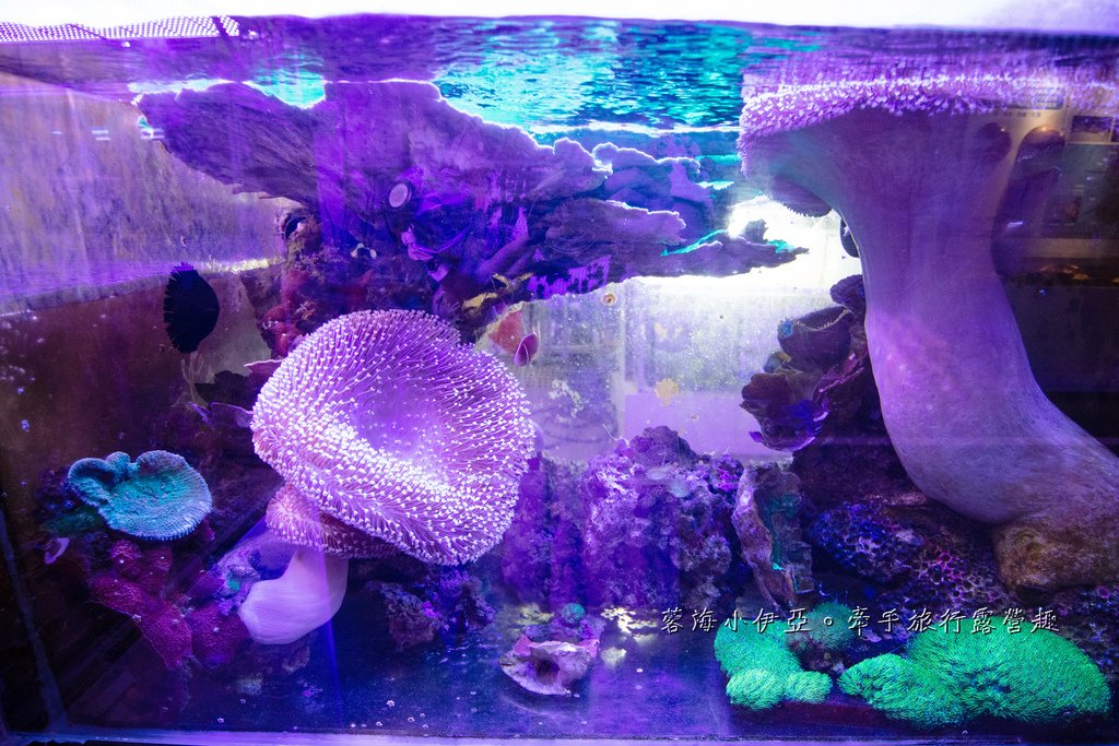 2025基隆新景點【潮境智能海洋館】七米巨型魚缸的超大魟魚，門票資訊、交通方式、停車資訊，附近景點一日遊規劃