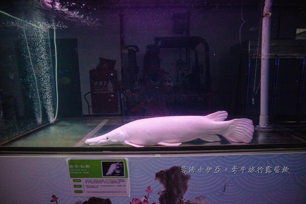 2025基隆新景點【潮境智能海洋館】七米巨型魚缸的超大魟魚，門票資訊、交通方式、停車資訊，附近景點一日遊規劃