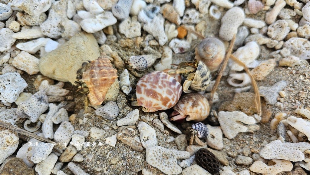 墾丁露營區【29觀海營區】走路就到萬里桐潮間帶看寄居蟹，森林系營位