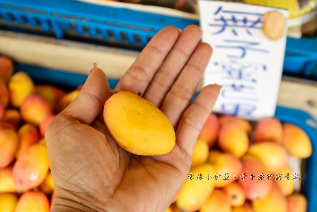 【2025桃園大溪百吉金針花】花現台七-繡球金針農遊趣，北台灣規模最大金針花海（枕頭山魅力商圈）