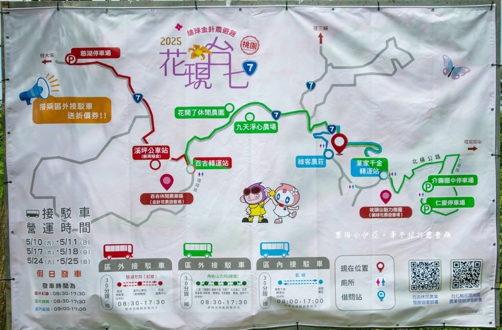 【2025桃園大溪百吉金針花】花現台七-繡球金針農遊趣，北台灣規模最大金針花海（枕頭山魅力商圈）