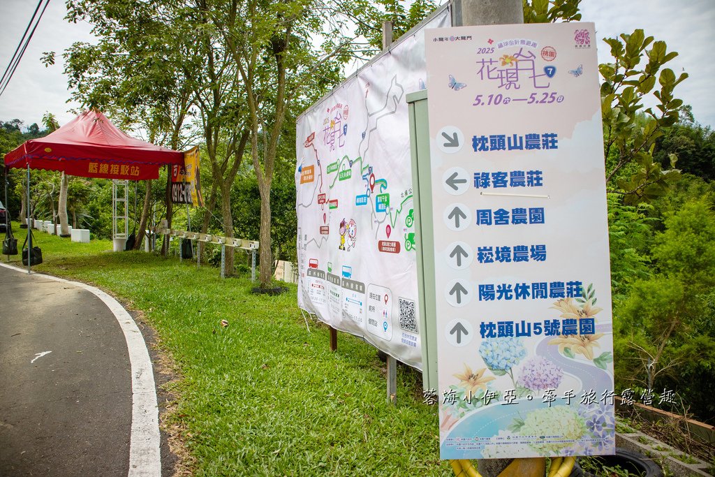 【2025桃園大溪百吉金針花】花現台七-繡球金針農遊趣，北台灣規模最大金針花海（枕頭山魅力商圈）