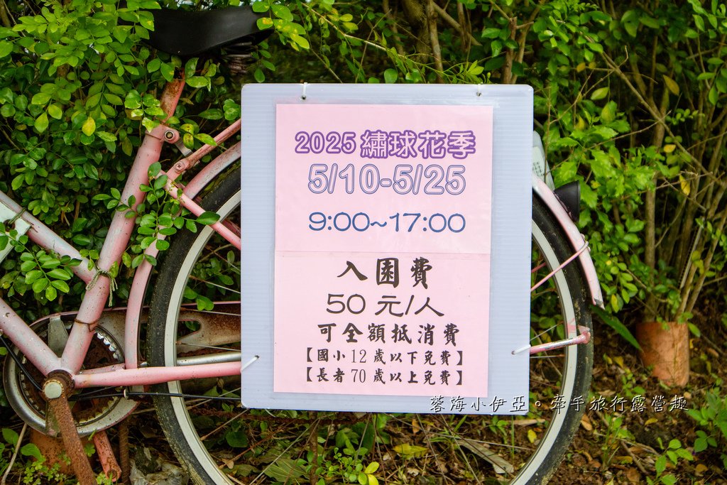 【2025桃園大溪百吉金針花】花現台七-繡球金針農遊趣，北台灣規模最大金針花海（枕頭山魅力商圈）
