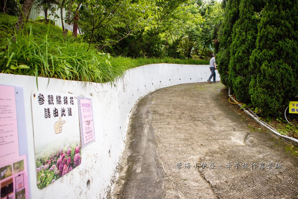 【2025桃園大溪百吉金針花】花現台七-繡球金針農遊趣，北台灣規模最大金針花海（枕頭山魅力商圈）