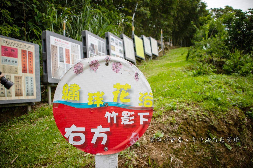【2025桃園大溪百吉金針花】花現台七-繡球金針農遊趣，北台灣規模最大金針花海（枕頭山魅力商圈）