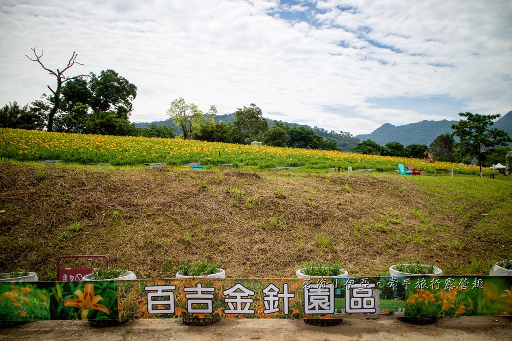 【2025桃園大溪百吉金針花】花現台七-繡球金針農遊趣，北台灣規模最大金針花海（枕頭山魅力商圈）