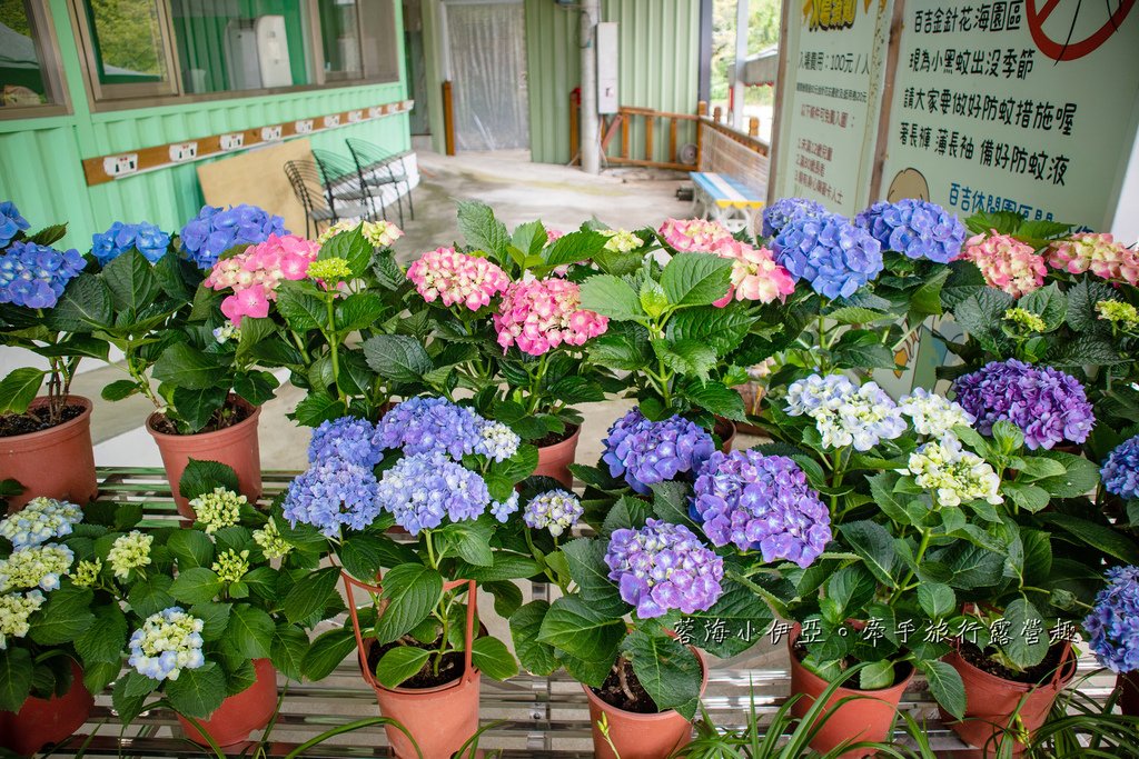 【2025桃園大溪百吉金針花】花現台七-繡球金針農遊趣，北台灣規模最大金針花海（枕頭山魅力商圈）