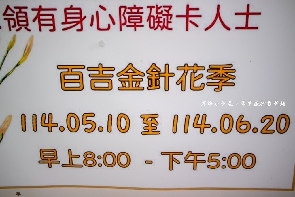 【2025桃園大溪百吉金針花】花現台七-繡球金針農遊趣，北台灣規模最大金針花海（枕頭山魅力商圈）