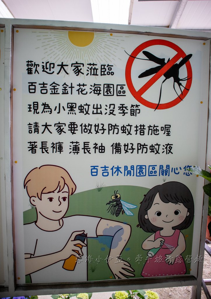 【2025桃園大溪百吉金針花】花現台七-繡球金針農遊趣，北台灣規模最大金針花海（枕頭山魅力商圈）