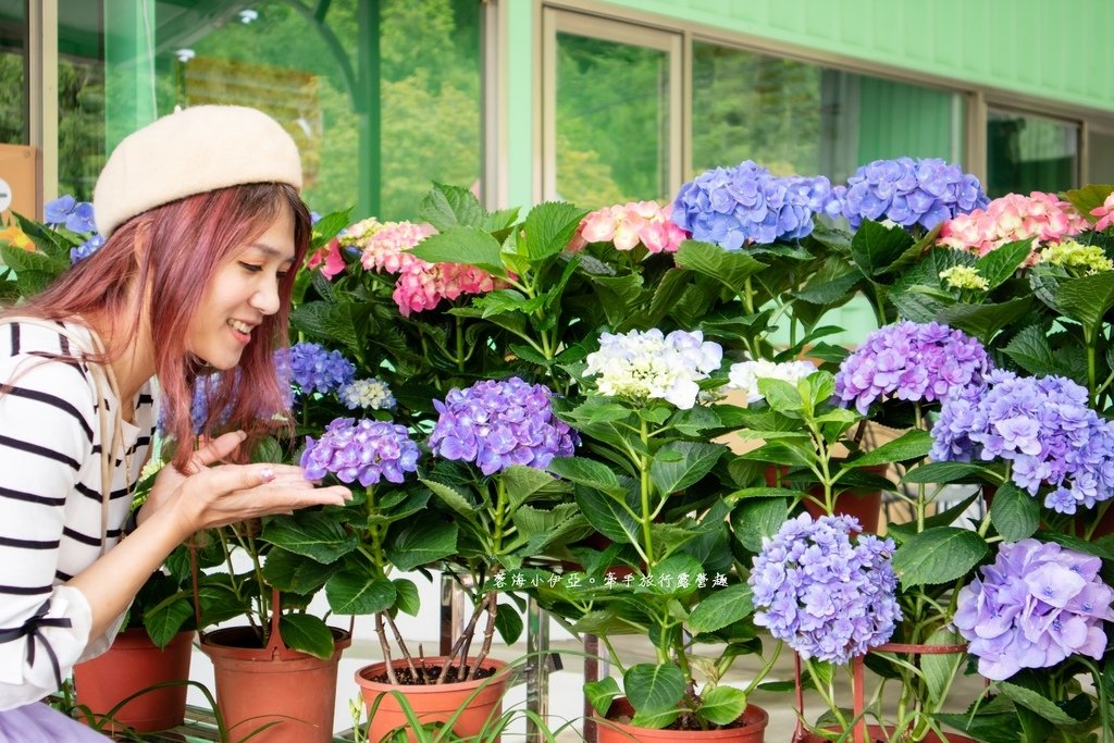 【2025桃園大溪百吉金針花】花現台七-繡球金針農遊趣，北台灣規模最大金針花海（枕頭山魅力商圈）
