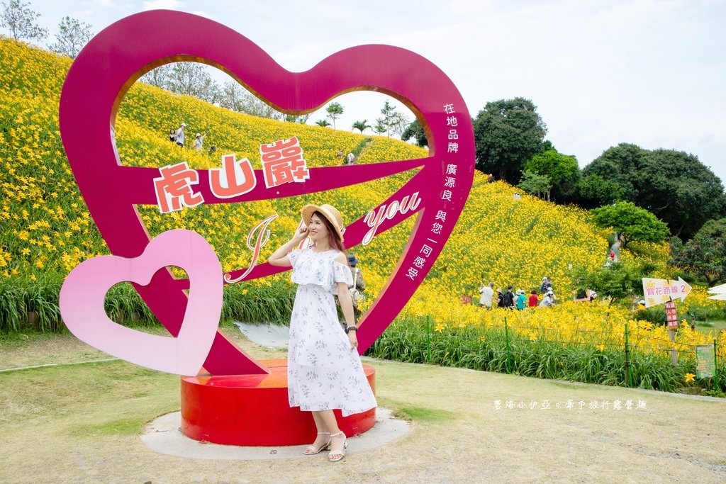 【2025虎山巖金針花】中部最大金針花海，金針花花況、開放時間、停車場、門票資訊