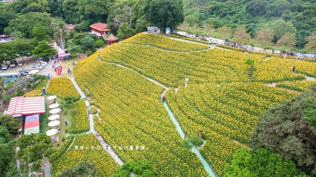 【2025虎山巖金針花】中部最大金針花海，金針花花況、開放時間、停車場、門票資訊