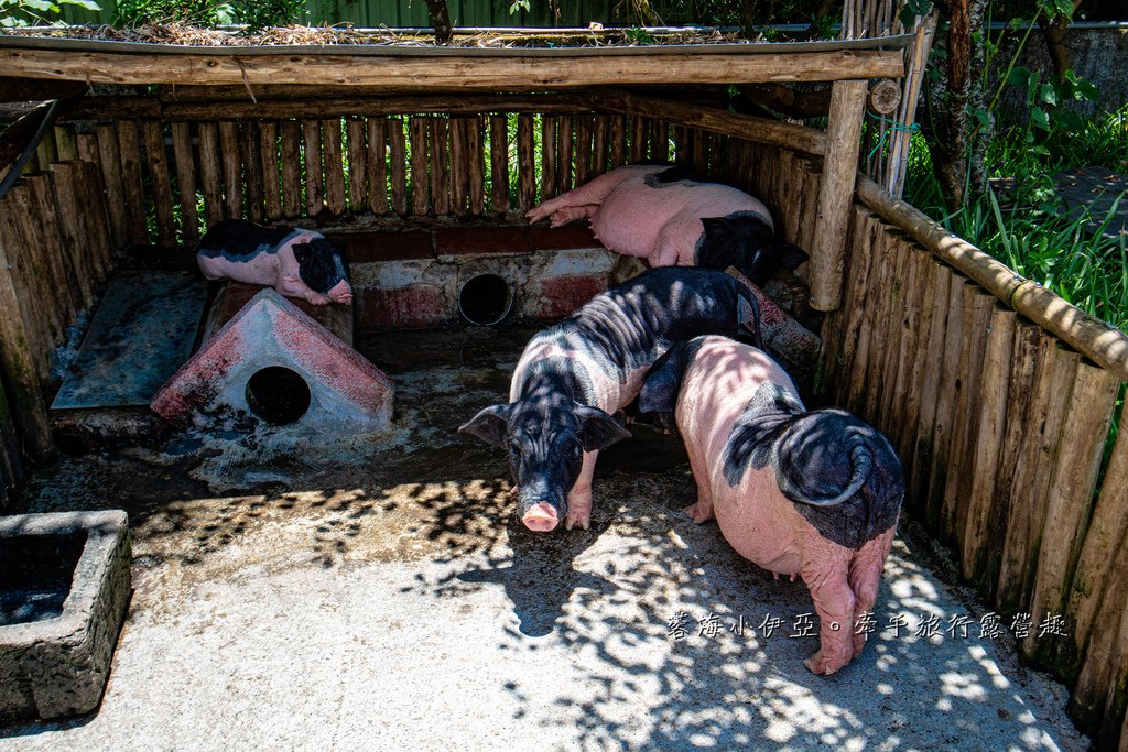 宜蘭景點【心心農家樂】全台唯一療癒系農場，戲水池摸蜆、水牛、抱小豬、小羊、小白兔、雞鴨